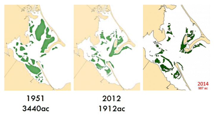 seatrac-post-2x-mission-eelgrass-1 Eelgrass mission image 1